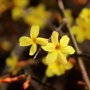 Winterjasmijn Jasminum nudiflorum